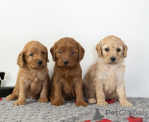 Photo №2 de l'annonce № 71705 de la vente golden retriever - acheter à Australie annonce privée, éleveur