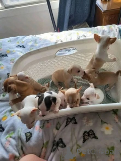 Photo №1. chihuahua - à vendre en ville de Manchester | négocié | Annonce №166829