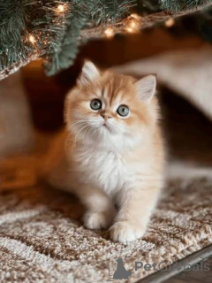 Photo №2 de l'annonce № 173768 de la vente british shorthair - acheter à La Grande-Bretagne annonce privée, éleveur