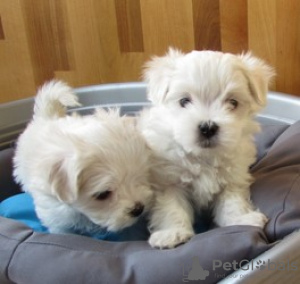 Photo №3. De mignons chiots maltais disponibles en adoption gratuite. Allemagne