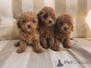 Photo №1.  - à vendre en ville de Bayerisch Eisenstein | négocié | Annonce №158056