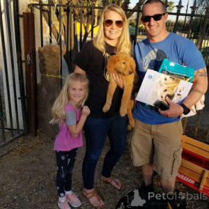 Photo №2 de l'annonce № 167334 de la vente golden retriever - acheter à Les philippines annonce privée