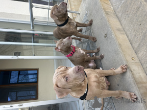 Photo №3. Un chenil propose un chiot pitbull. Azerbaïdjan