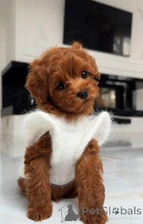 Photo №2 de l'annonce № 163964 de la vente bichon maltais - acheter à Allemagne éleveur