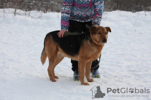 Photo №3. Le merveilleux chien Steve rêve d'un foyer.. Fédération de Russie
