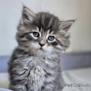 Photo №3. Myytävät siperiankissanpennut. La finlande