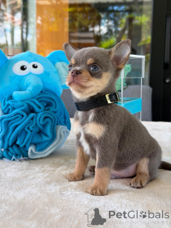 Photo №3. Adorables chiots chihuahua prêts à vivre dans des foyers aimants. Allemagne