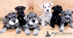 Photo №2 de l'annonce № 163010 de la vente schnauzer miniature - acheter à Pologne éleveur