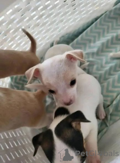 Photo №2 de l'annonce № 166829 de la vente chihuahua - acheter à La Grande-Bretagne annonce privée, éleveur