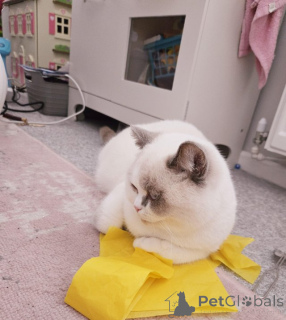 Photo №3. Point de couleur britannique et mâle. Allemagne