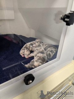 Photo №2 de l'annonce № 132756 de la vente bouledogue - acheter à Allemagne annonce privée