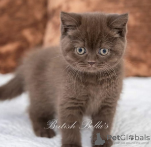 Photo №4. Je vais vendre british shorthair en ville de Munich. éleveur - prix - 255€