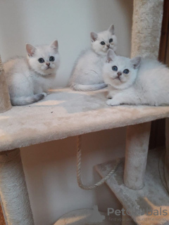 Photo №3. Mignons chatons British shorthair vaccinés à vendre. Allemagne