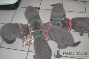 Photo №1. british shorthair - à vendre en ville de Leipzig | négocié | Annonce № 123658