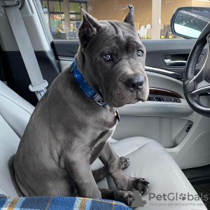 Photo №1. cane corso - à vendre en ville de Gothenburg | 650€ | Annonce №119549