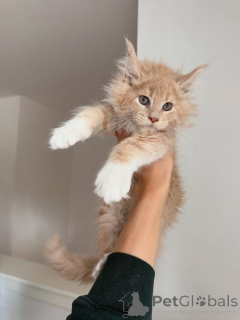 Photo №2 de l'annonce № 155394 de la vente maine coon - acheter à Irlande annonce privée