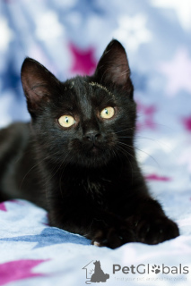 Photo №4. Je vais vendre  en ville de Minsk. annonce privée - prix - Gratuit