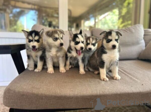 Photo №2 de l'annonce № 149699 de la vente husky de sibérie - acheter à Allemagne annonce privée