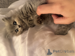 Photo №2 de l'annonce № 141885 de la vente british shorthair - acheter à Georgia annonce privée