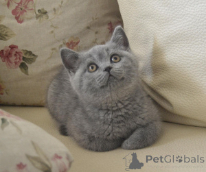 Photo №1. british shorthair - à vendre en ville de Bucarest | 600€ | Annonce № 146023