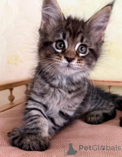Photo №1. maine coon - à vendre en ville de Mauvais kleinkirchheim | 350€ | Annonce № 171165