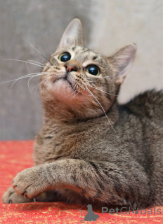 Photo №3. Le jeune chat tigre Sema cherche un foyer. Fédération de Russie