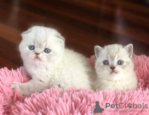 Photo №1. scottish fold - à vendre en ville de Bátonyterenye | 350€ | Annonce № 123045