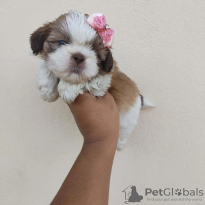 Photo №2 de l'annonce № 42827 de la vente shih tzu - acheter à USA éleveur