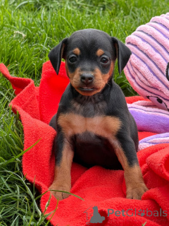 Photo №2 de l'annonce № 171800 de la vente pinscher nain - acheter à France 