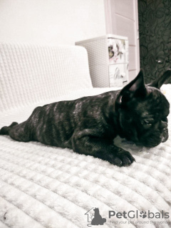 Photo №3. Charmante fille de bouledogue français à vendre1. Biélorussie