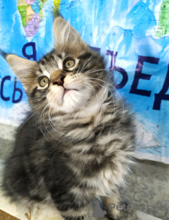 Photo №2 de l'annonce № 135370 de la vente maine coon - acheter à Fédération de Russie annonce privée, de la fourrière, éleveur