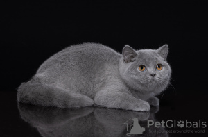 Photo №2 de l'annonce № 115056 de la vente british shorthair - acheter à Fédération de Russie annonce privée