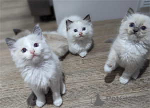 Photo №1. ragdoll - à vendre en ville de Beiersdorf | 350€ | Annonce № 153368
