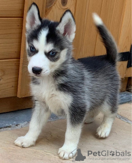 Photo №2 de l'annonce № 96960 de la vente husky de sibérie - acheter à La finlande annonce privée