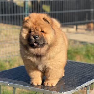 Photo №1. chow-chow - à vendre en ville de Nouvelle-Orléans | 872€ | Annonce №157404