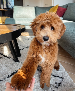 Photo №1. labradoodle - à vendre en ville de Erottaja | négocié | Annonce №156422