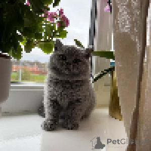 Photo №4. Je vais vendre british shorthair en ville de Zéro. annonce privée - prix - Gratuit