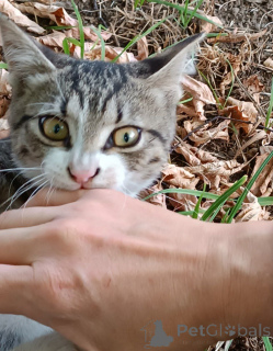 Photo №1.  - à vendre en ville de Rivière moscou | Gratuit | Annonce № 156235