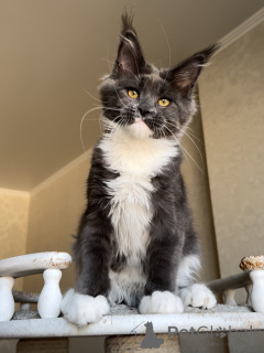 Photo №2 de l'annonce № 156488 de la vente maine coon - acheter à Luxembourg annonce privée