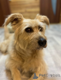 Photo №1. chien bâtard - à vendre en ville de Khimki | Gratuit | Annonce №158139