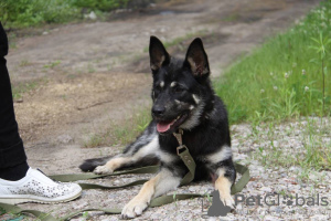 Photo №2 de l'annonce № 21675 de la vente chien bâtard - acheter à Fédération de Russie annonce privée