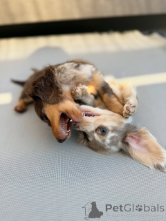 Photo №4. Je vais vendre  en ville de Helsinki. annonce privée, de l'abri - prix - 500€