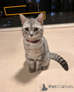 Photo №3. Rencontrez Oliver, le petit gentleman au cœur d'or et à l'équilibre royal.. Italie