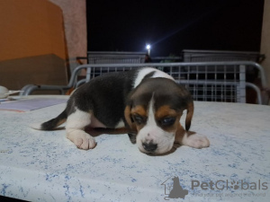 Photo №1. beagle - à vendre en ville de Nemenikuće | négocié | Annonce №73026