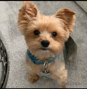 Photo №2 de l'annonce № 137631 de la vente yorkshire terrier - acheter à Allemagne éleveur