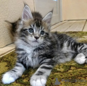 Photo №1. maine coon - à vendre en ville de Balta | 300€ | Annonce № 172664