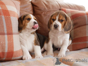 Photo №1. beagle - à vendre en ville de Bratislava | négocié | Annonce №157885