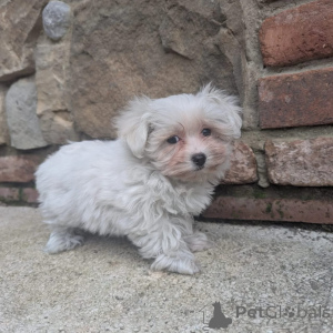 Photo №2 de l'annonce № 171670 de la vente bichon maltais - acheter à Pays Bas annonce privée