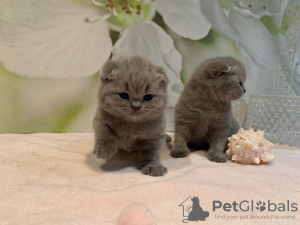 Photo №3. De jolis chatons Scottish Fold vaccinés disponibles maintenant. Allemagne