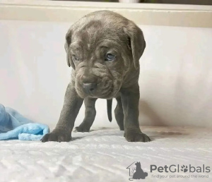 Photo №1. cane corso - à vendre en ville de Sydney | négocié | Annonce №116653